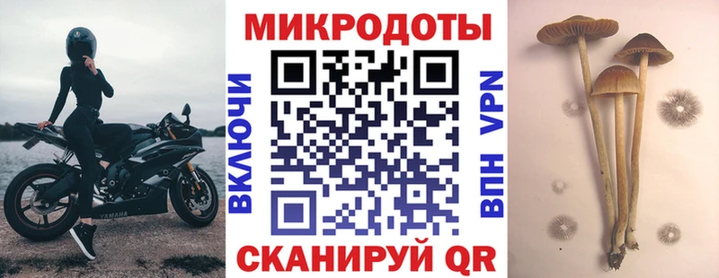 Купить Тулун Псилоцибиновые грибы Psilocybe